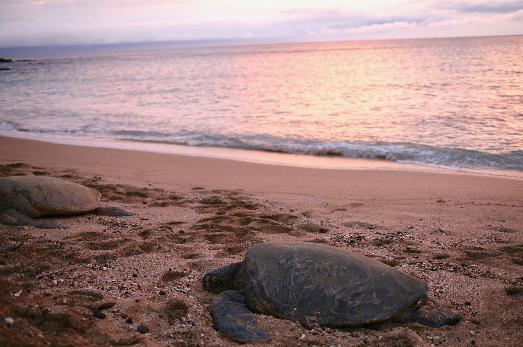 Lahaina Condo Vacation Rentals Kaanapali, Kahana, Napili, Honokowai